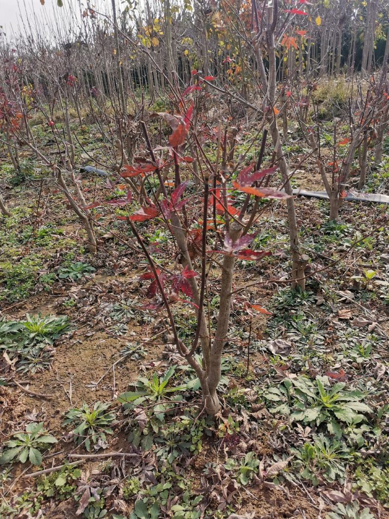苏北红枫基地三季红丛生