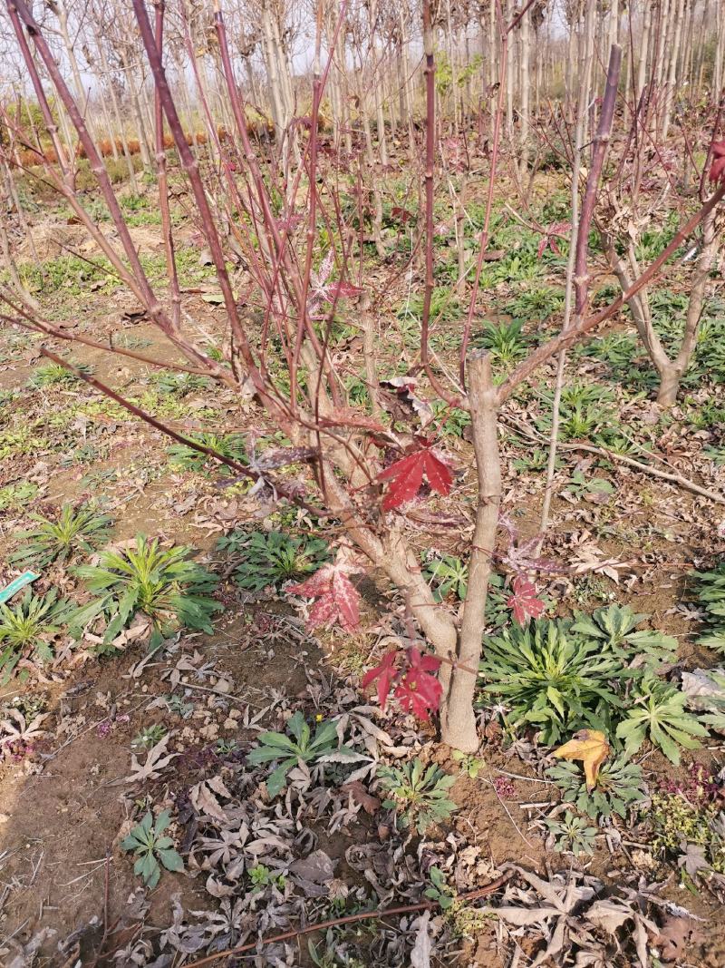 苏北红枫基地三季红丛生