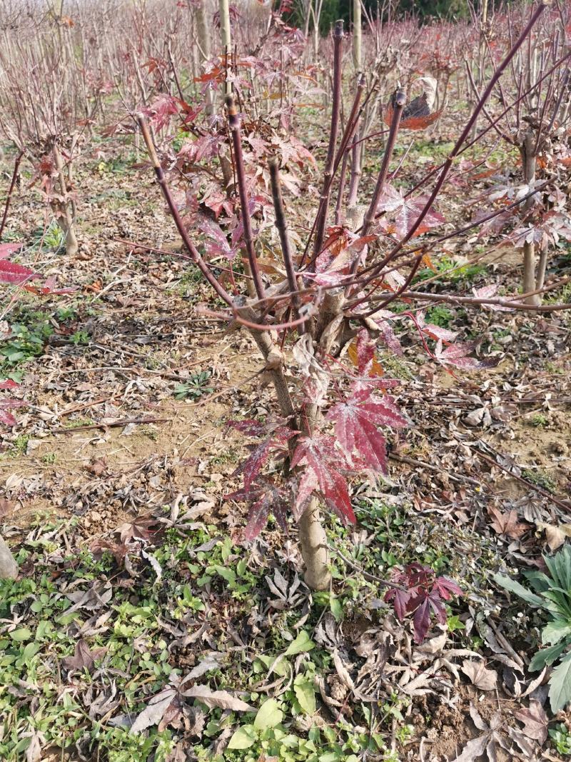 苏北红枫基地三季红丛生