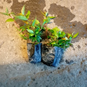 六道木永蓝苗圃基地大量供应