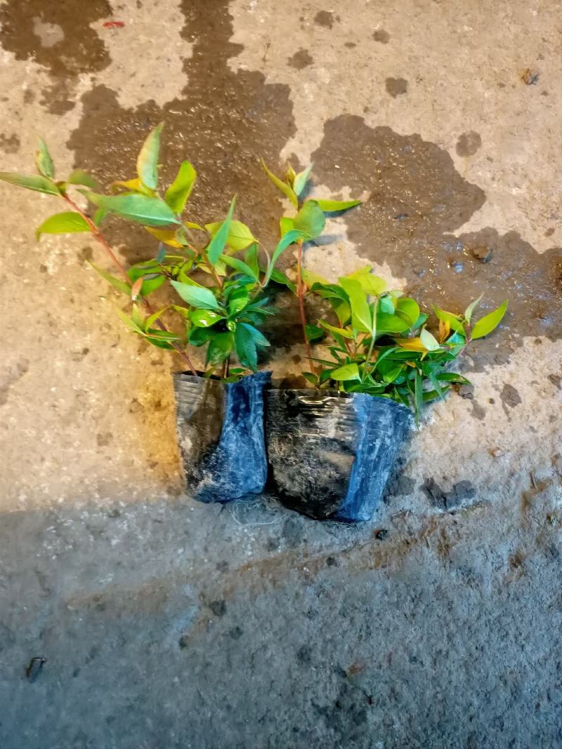 六道木永蓝苗圃基地大量供应