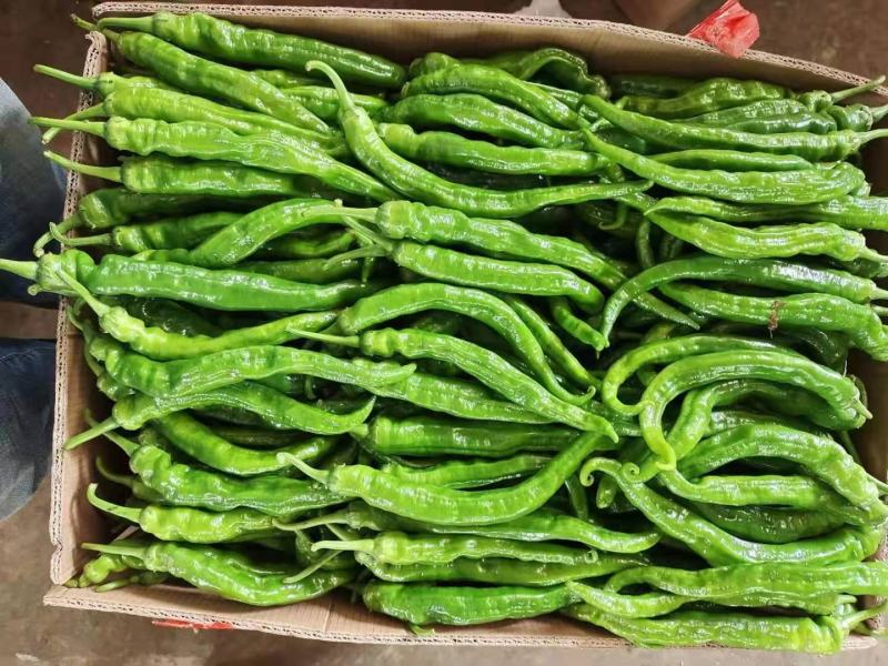 螺丝椒，精品螺丝椒，福建螺丝椒大量供应，有大型收购场地
