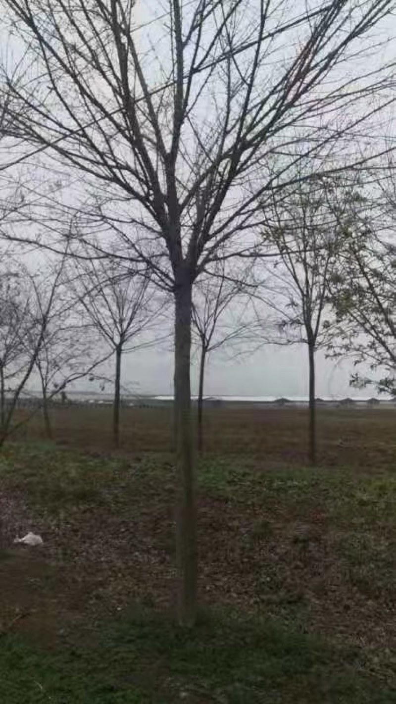 三角枫南京货源，杆直冠圆，抗病耐寒，规格齐全，批量供应中