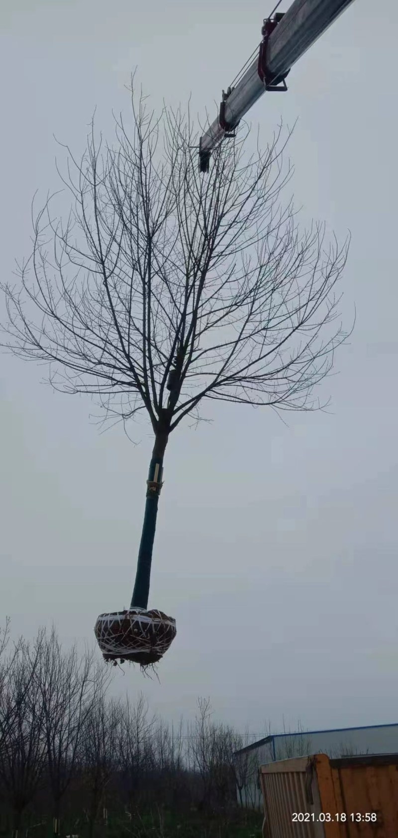 三角枫南京货源，杆直冠圆，抗病耐寒，规格齐全，批量供应中