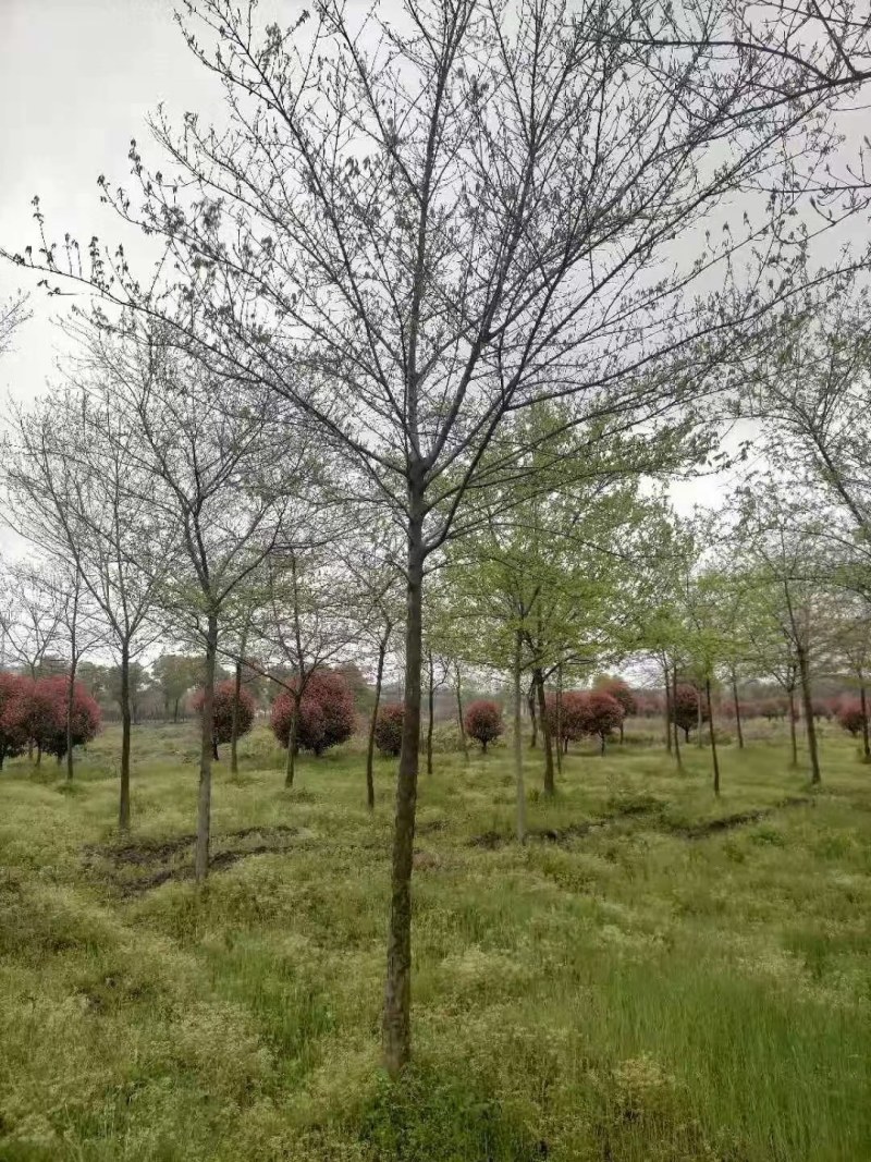 三角枫南京货源，杆直冠圆，抗病耐寒，规格齐全，批量供应中