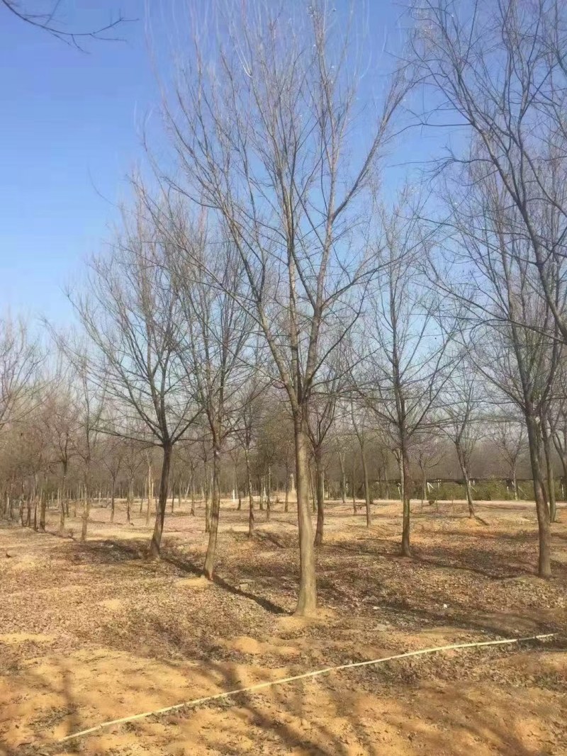 三角枫南京货源，杆直冠圆，抗病耐寒，规格齐全，批量供应中