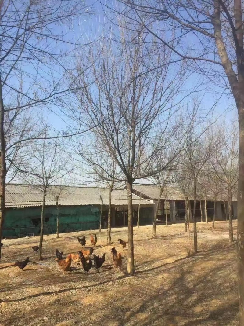 三角枫南京货源，杆直冠圆，抗病耐寒，规格齐全，批量供应中