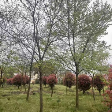 三角枫南京货源，杆直冠圆，抗病耐寒，规格齐全，批量供应中