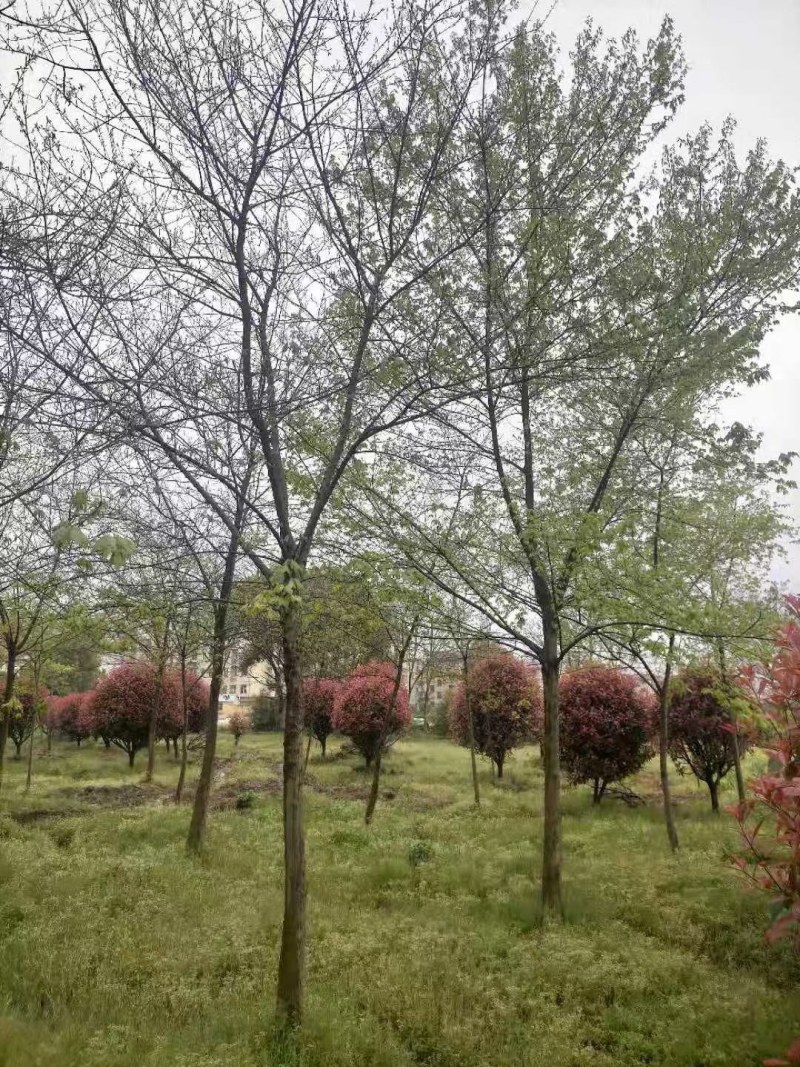 三角枫南京货源，杆直冠圆，抗病耐寒，规格齐全，批量供应中