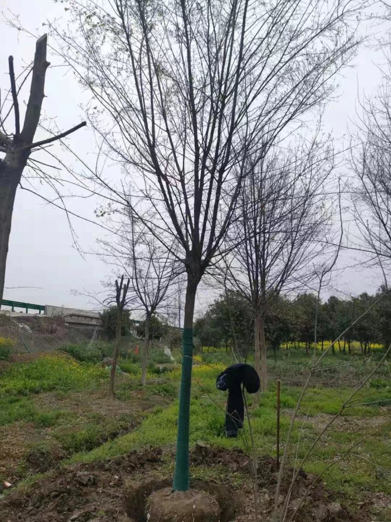 三角枫南京货源，杆直冠圆，抗病耐寒，规格齐全，批量供应中