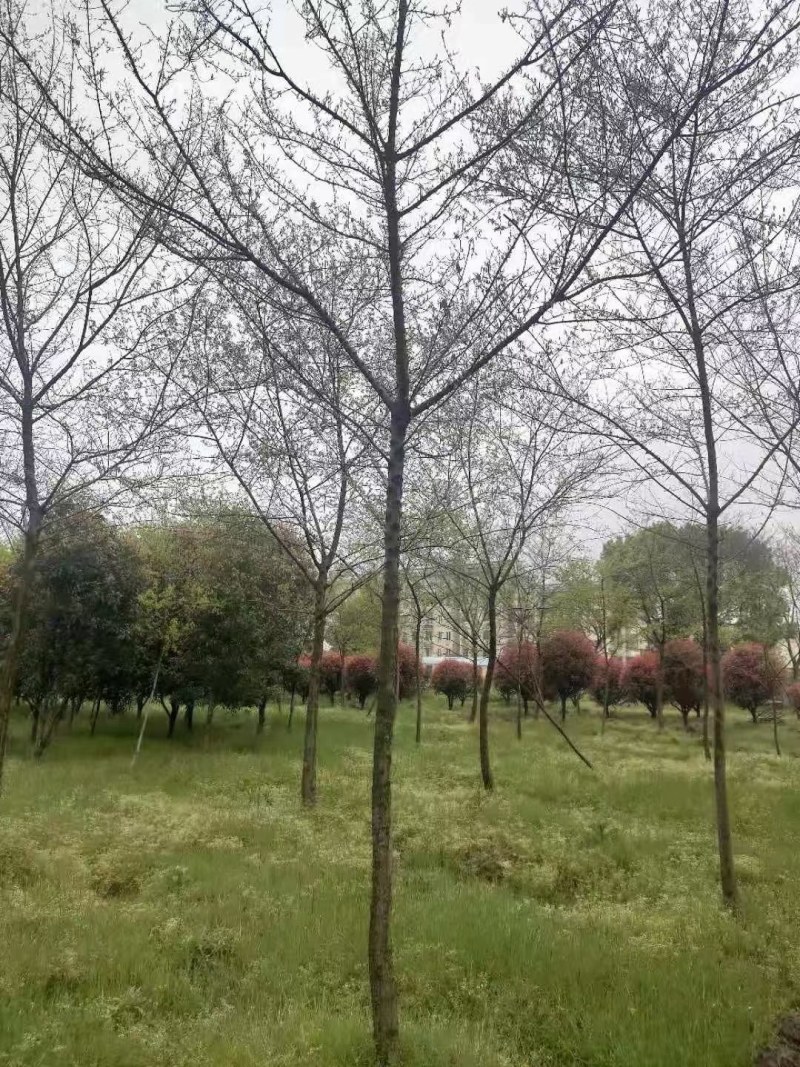 三角枫南京货源，杆直冠圆，抗病耐寒，规格齐全，批量供应中