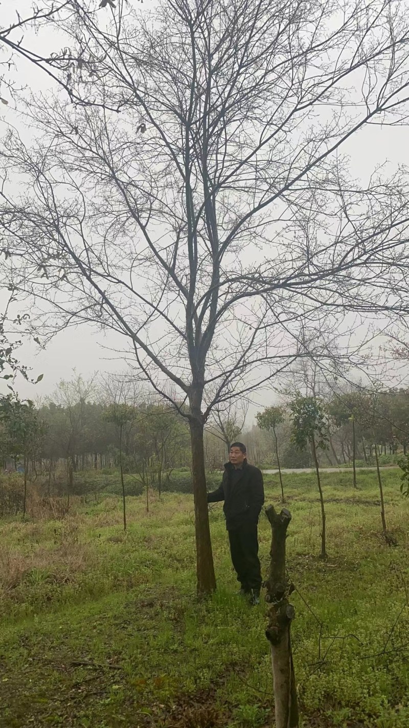 三角枫南京货源，杆直冠圆，抗病耐寒，规格齐全，批量供应中
