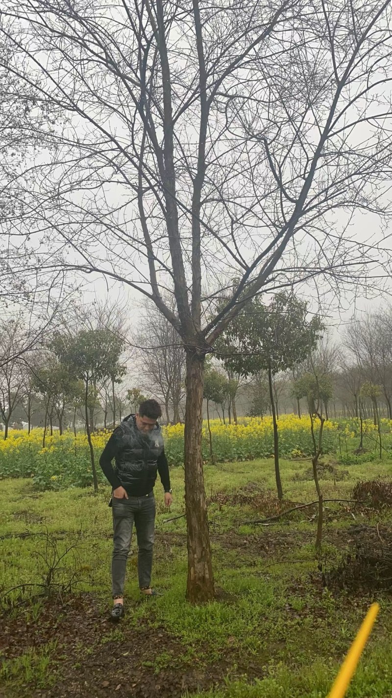 三角枫南京货源，杆直冠圆，抗病耐寒，规格齐全，批量供应中