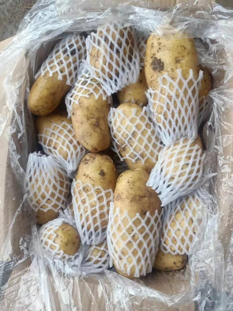 【荷兰土豆】大量供应，保质保量《面向全国各地发货》