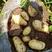【荷兰土豆】大量供应，保质保量《面向全国各地发货》
