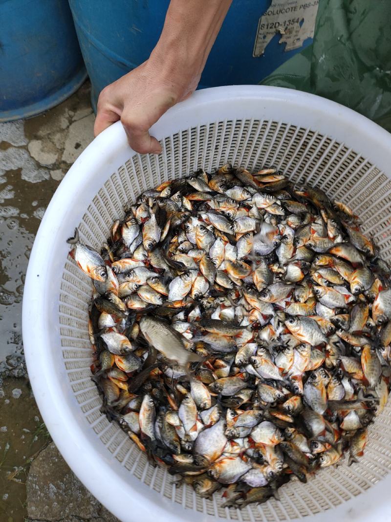 鲳鱼苗各种大小规格鱼苗供应，欢迎了解订购谢谢合作。