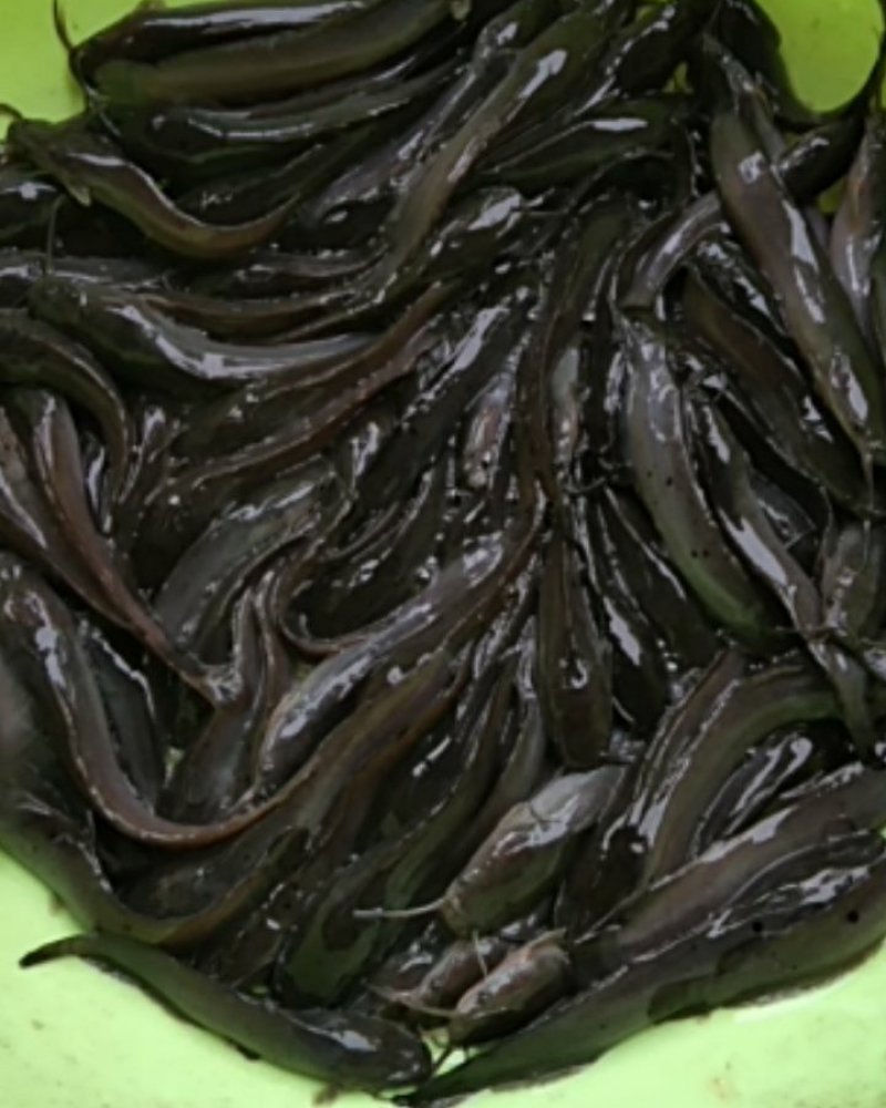 埃及鱼苗，杂交埃及王，鱼场直供，一手货源