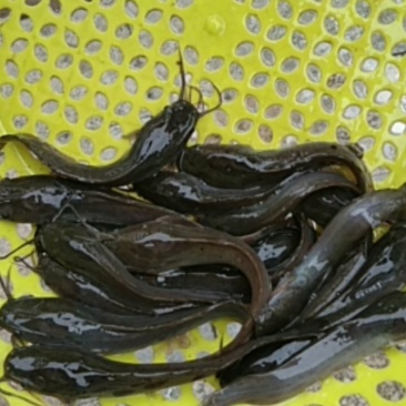 埃及鱼苗，杂交埃及王，鱼场直供，一手货源