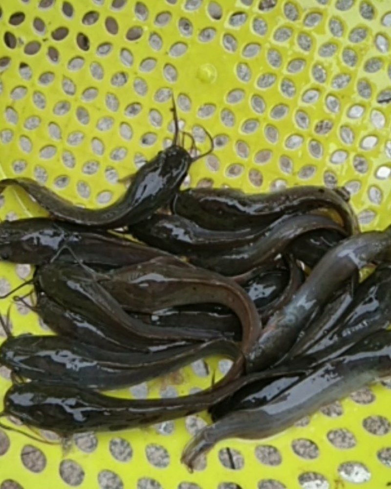 埃及鱼苗，杂交埃及王，鱼场直供，一手货源