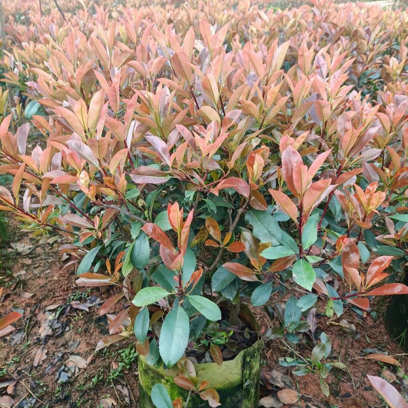 红叶石楠出售各种苗木红叶石楠球