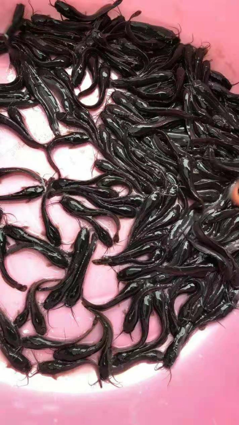 埃及鱼苗，杂交埃及王，鱼场直供，一手货源