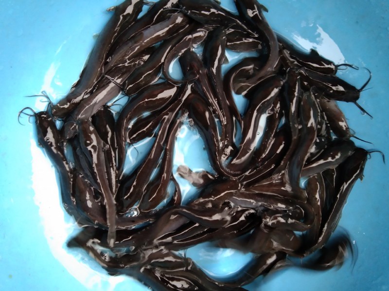 埃及鱼苗，杂交埃及王，鱼场直供，一手货源