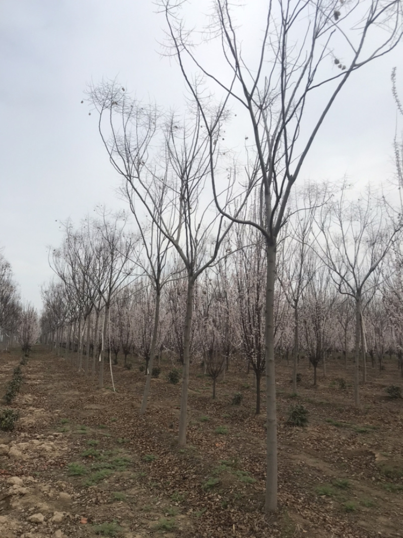 南栾8公分南栾10公分南栾12公分南栾苗圃直供