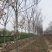 南栾8公分南栾10公分南栾12公分南栾苗圃直供