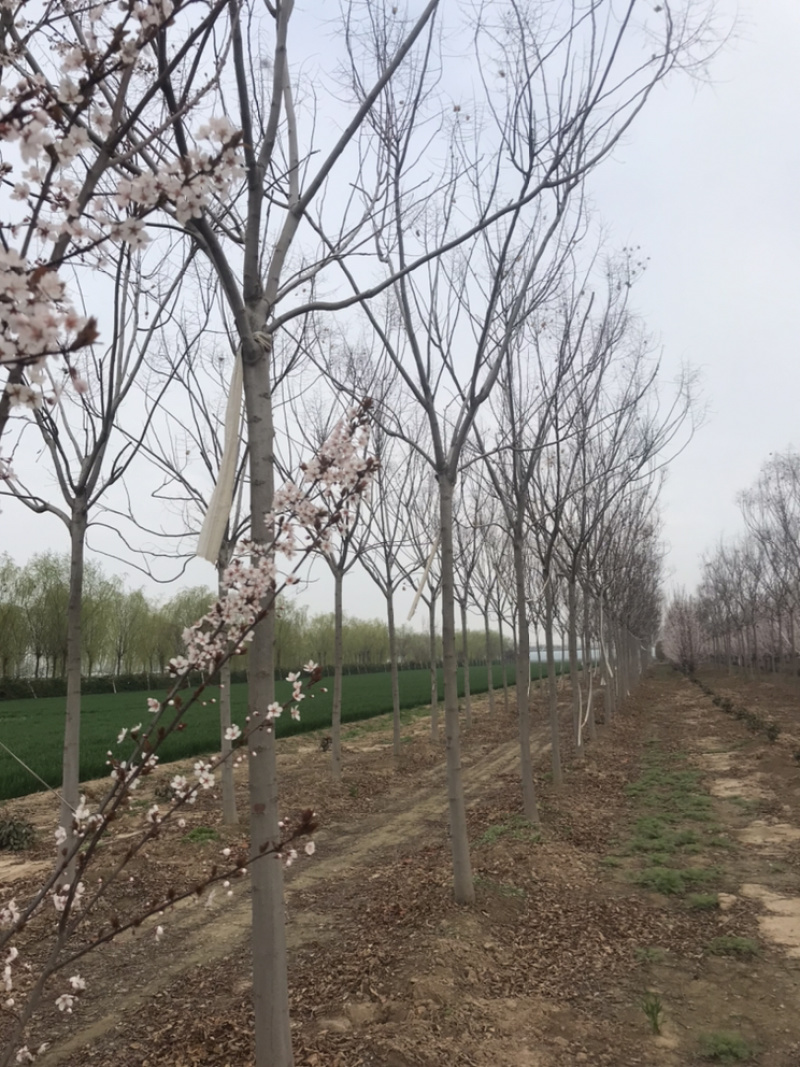 南栾8公分南栾10公分南栾12公分南栾苗圃直供