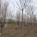 南栾8公分南栾10公分南栾12公分南栾苗圃直供