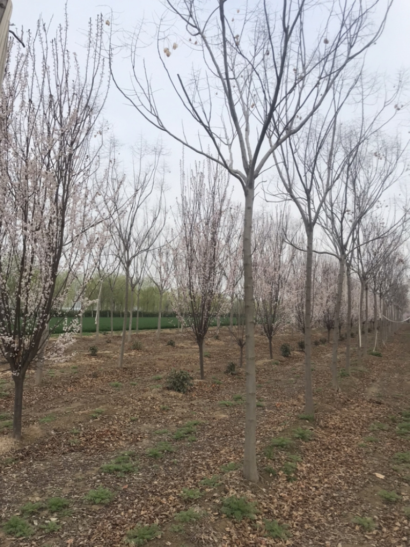 南栾8公分南栾10公分南栾12公分南栾苗圃直供