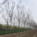 南栾8公分南栾10公分南栾12公分南栾苗圃直供