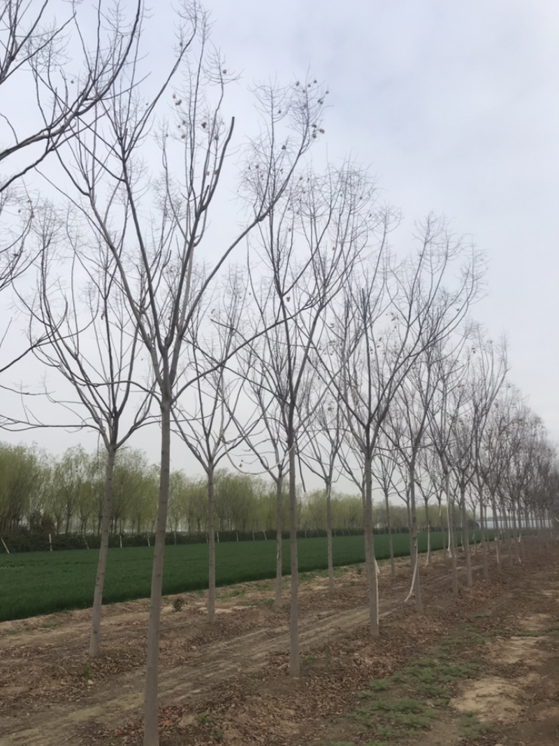 南栾8公分南栾10公分南栾12公分南栾苗圃直供