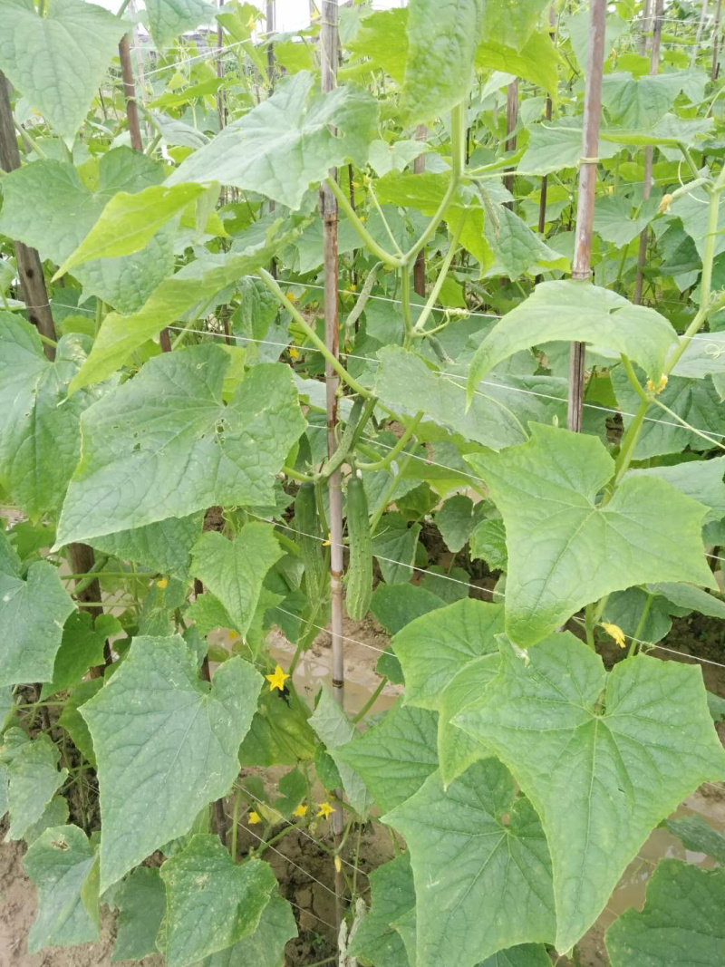 黄瓜，广西博白三滩，生黄瓜，生鲜瓜，