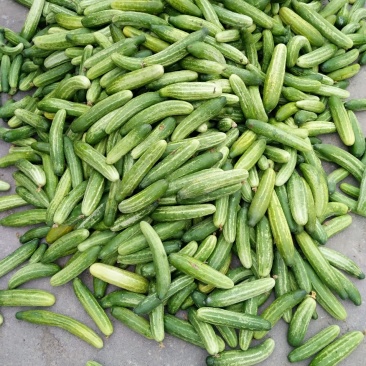 黄瓜，广西博白三滩，生黄瓜，生鲜瓜，