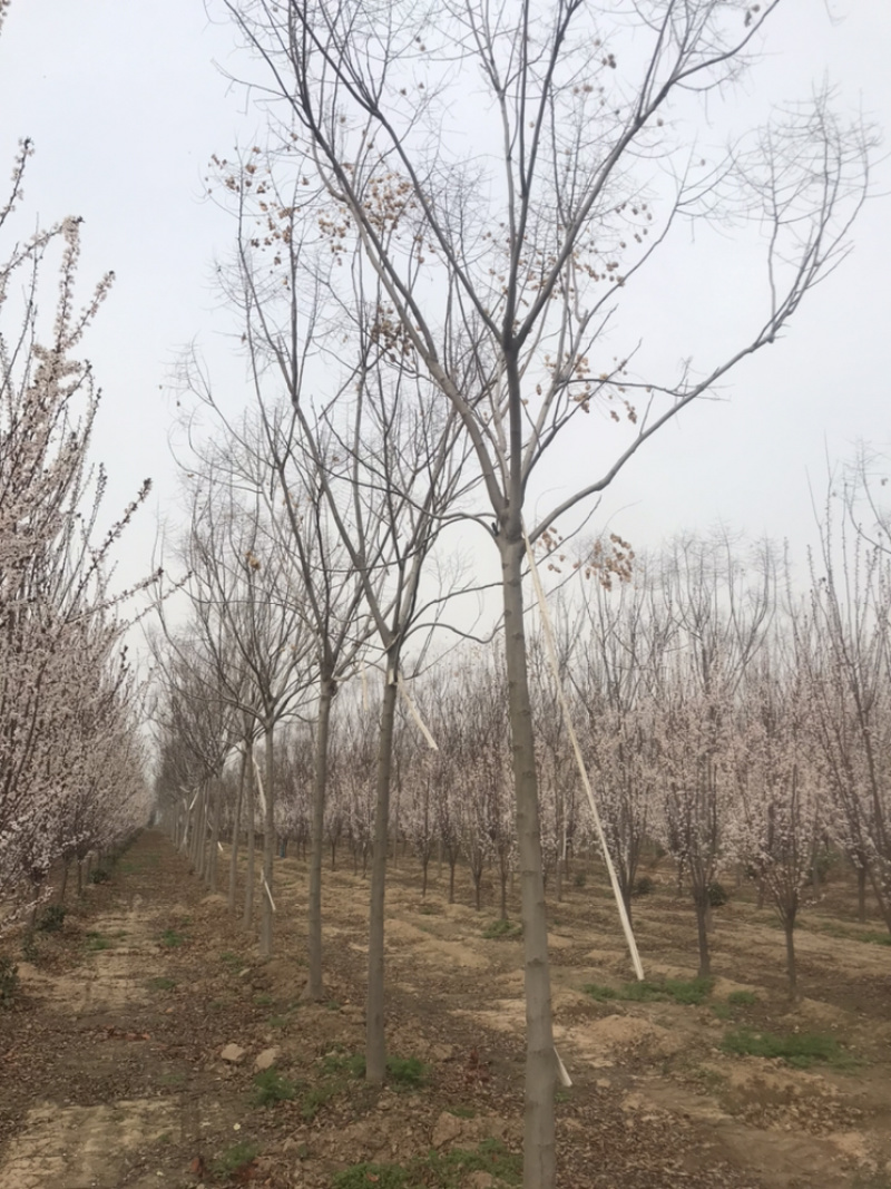 南栾8公分南栾10公分南栾12公分南栾苗圃直供
