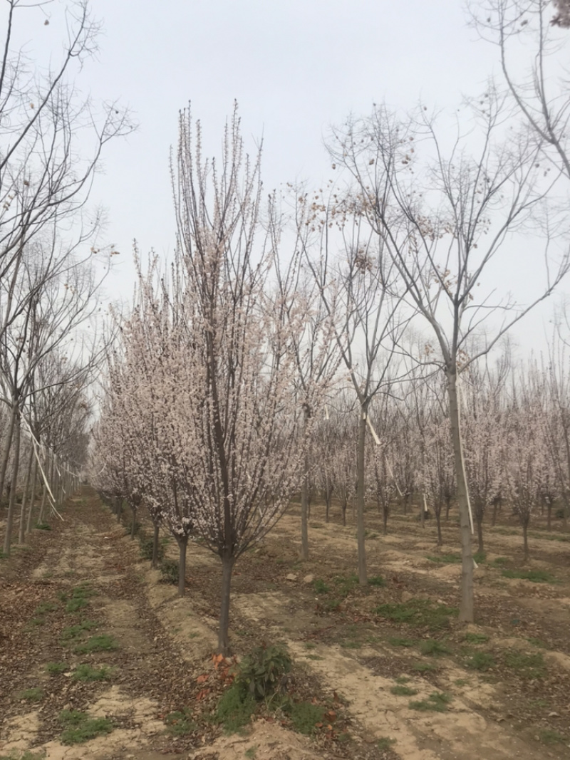 南栾8公分南栾10公分南栾12公分南栾苗圃直供