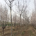 南栾8公分南栾10公分南栾12公分南栾苗圃直供