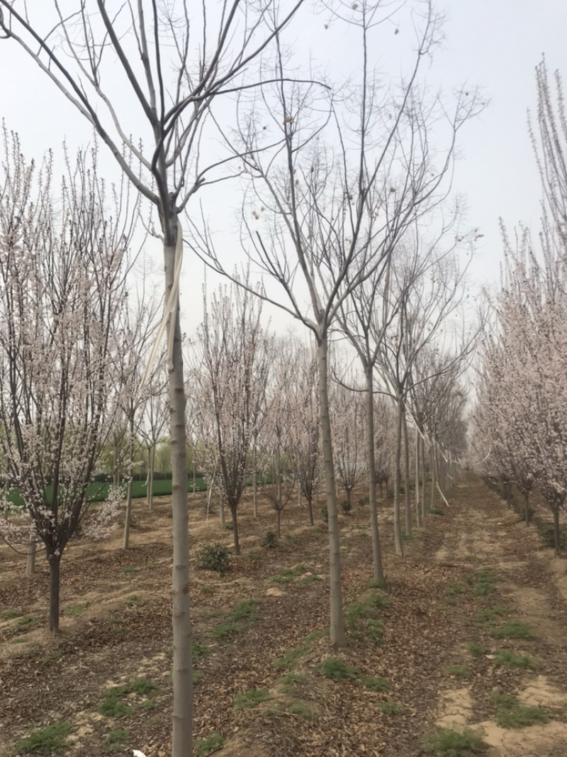 南栾8公分南栾10公分南栾12公分南栾苗圃直供