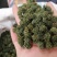 云南文山春三七花三年花，四年花，产地直销大量发价格优惠