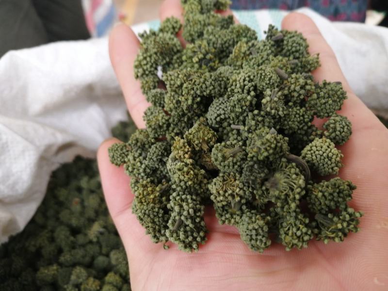 云南文山春三七花三年花，四年花，产地直销大量发价格优惠