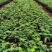 夏威夷椰子苗盆栽花卉室内观叶植物四季常青绿植