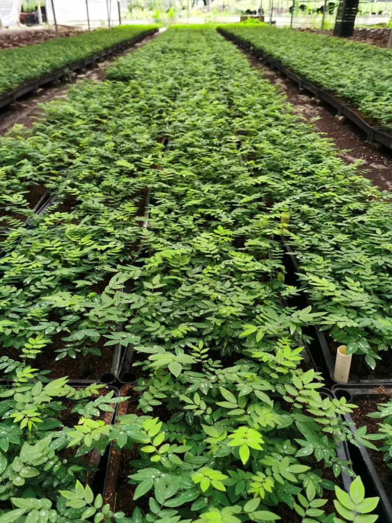 夏威夷椰子苗盆栽花卉室内观叶植物四季常青绿植