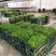 夏威夷椰子苗盆栽花卉室内观叶植物四季常青绿植
