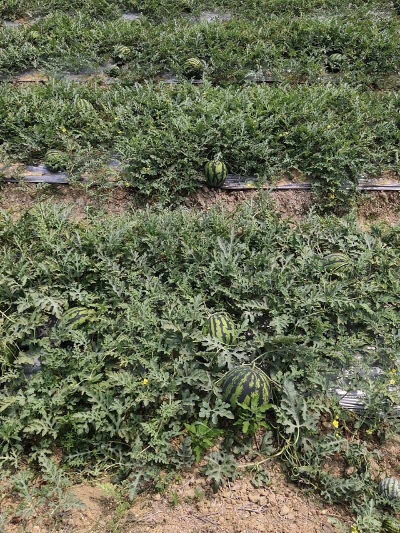 甜王西瓜大量上市，有市场的各位商家赶紧下单