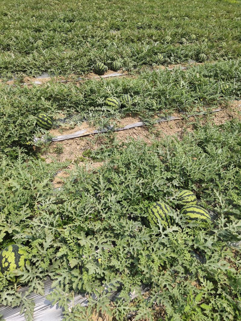 甜王西瓜大量上市，有市场的各位商家赶紧下单