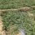 甜王西瓜大量上市，有市场的各位商家赶紧下单