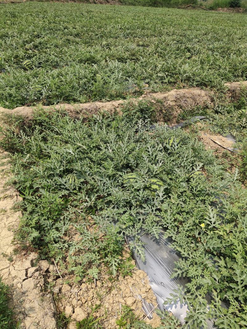 甜王西瓜大量上市，有市场的各位商家赶紧下单