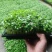 绿色活体香椿苗芽苗菜