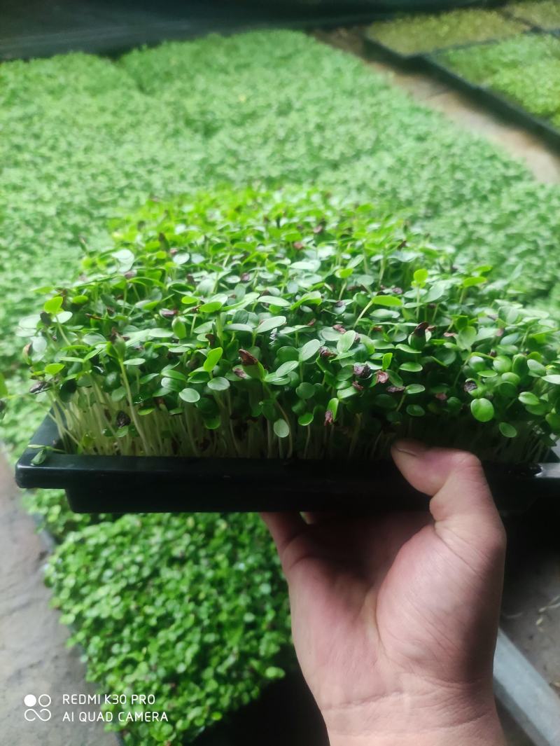 绿色活体香椿苗芽苗菜